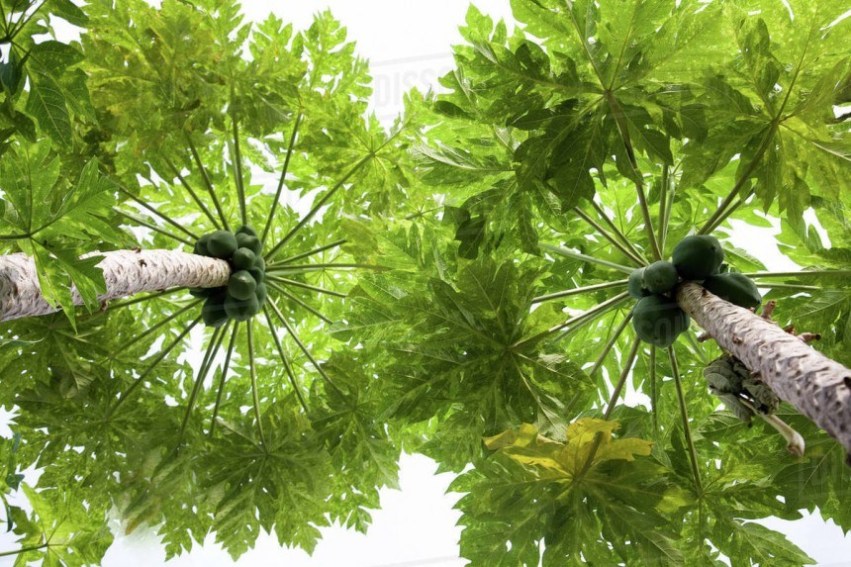 5 Manfaat Baik Daun Pepaya yang Wajib Kalian Tahu 4 5 Manfaat Baik Daun Pepaya yang Wajib Kalian Tahu